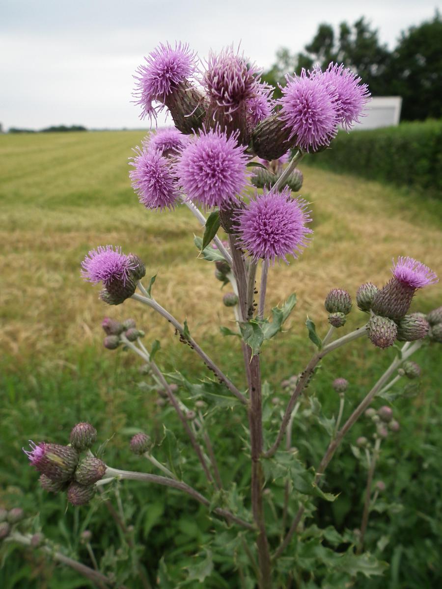 BlC3BChende Distel