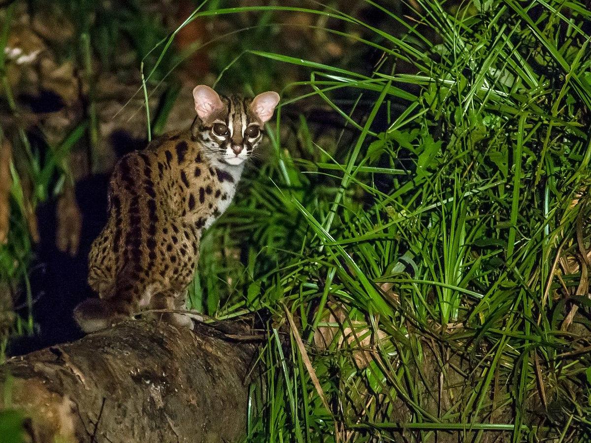 1280px-Leopard Cat 281484001731929