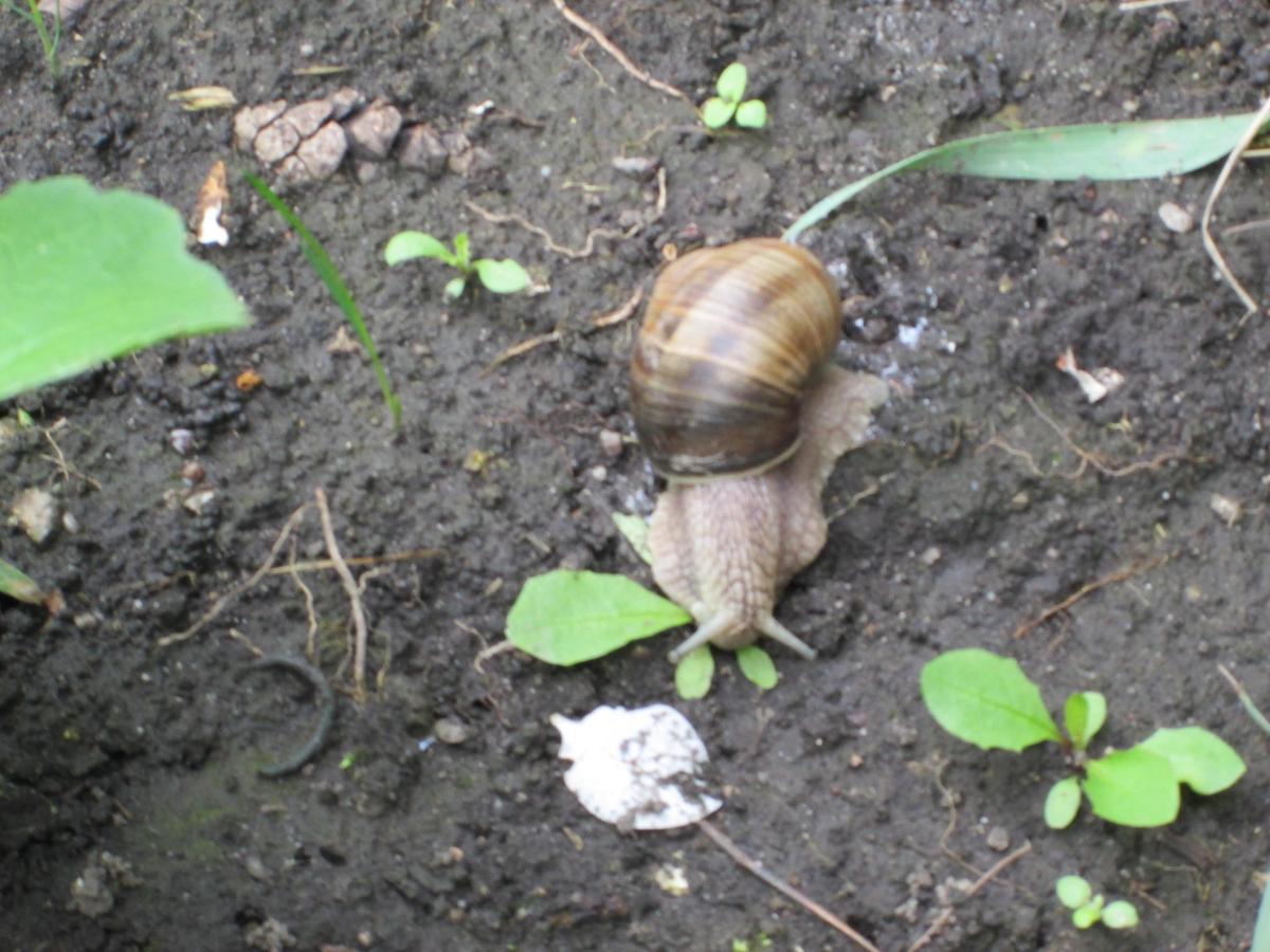 649098 Schnecke 003