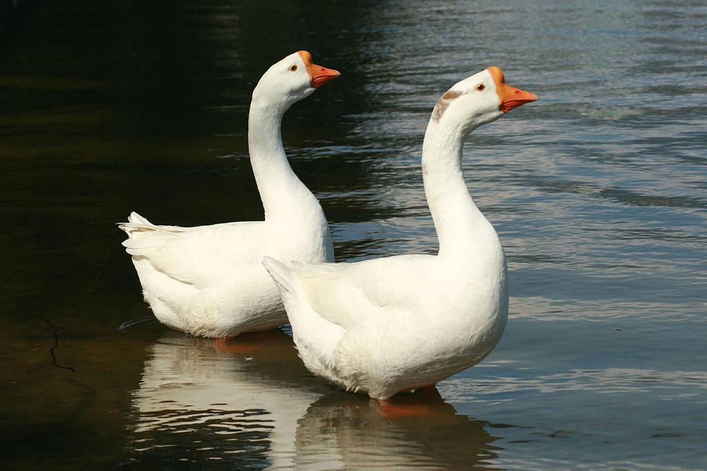 Chinese goose -Kyoto Japan-two-8