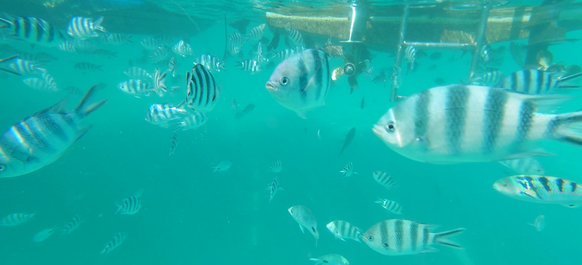 fisch