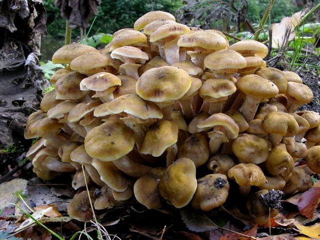 jcs-armillaria-mellea-40263