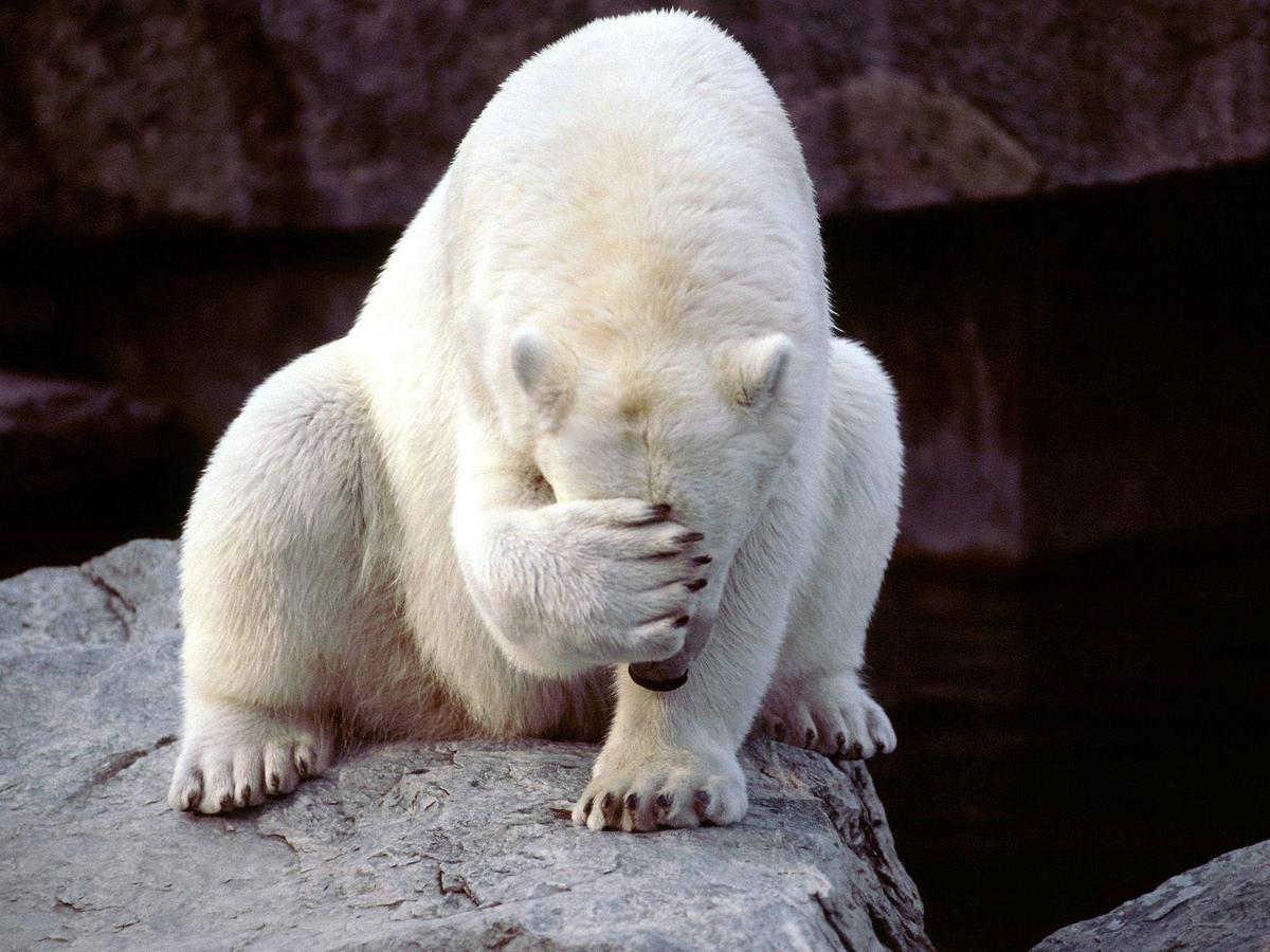 POlar facepalm