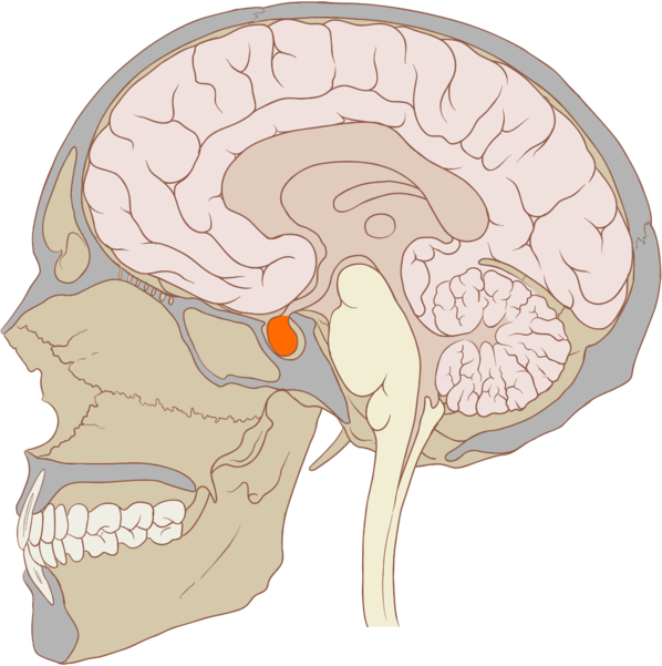 598px Hypophyse