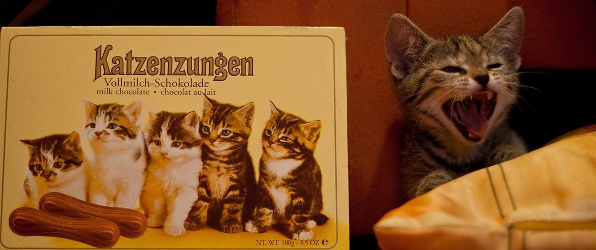 mietzekatze katzenzungen gross