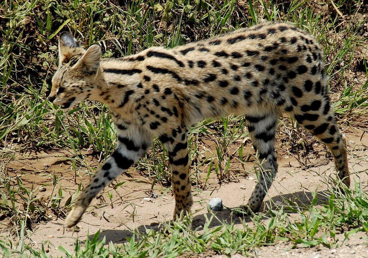 1280px-Leptailurus serval -Serengeti Nat