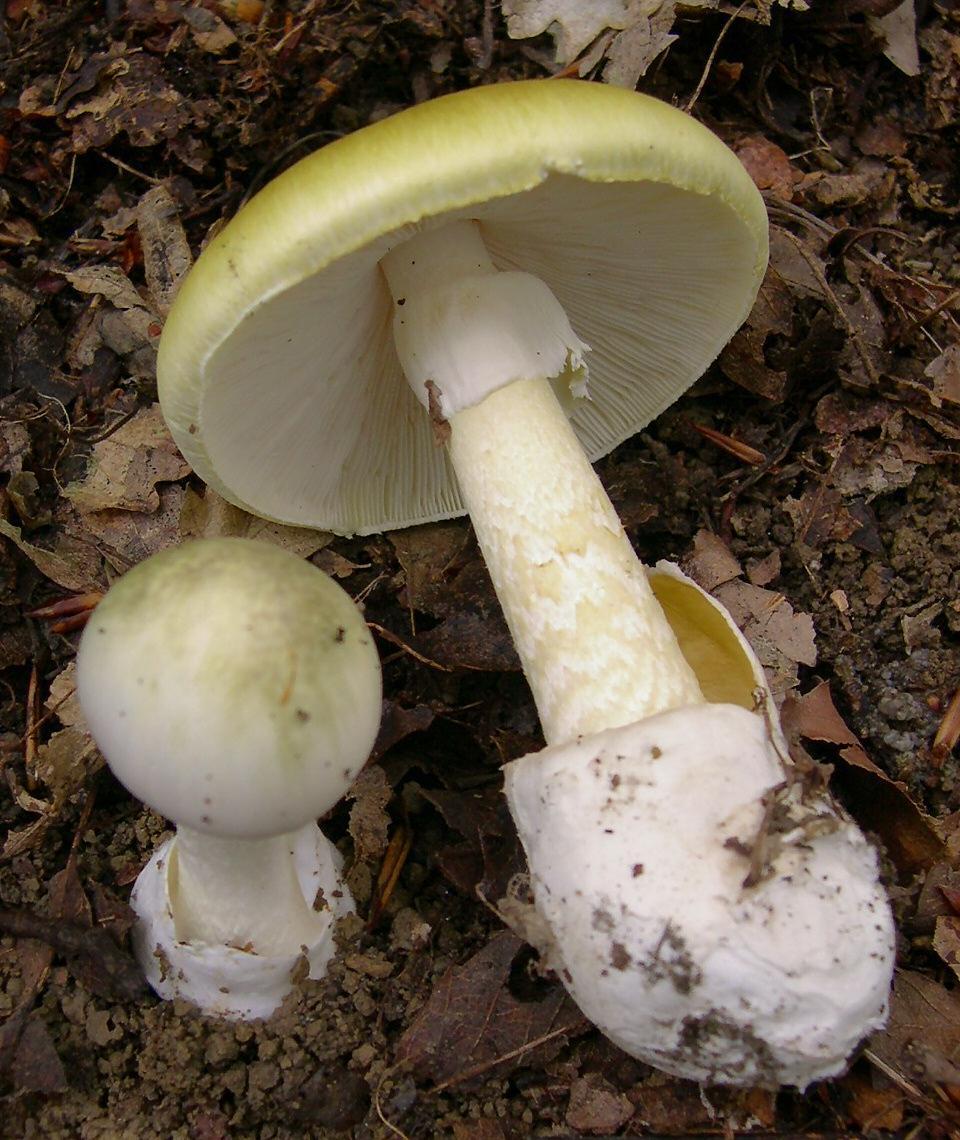 2009-05 Amanita phalloides crop