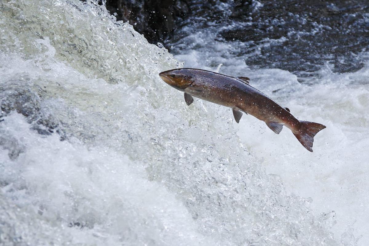 Leaping-salmon-Neil-MacIntyre