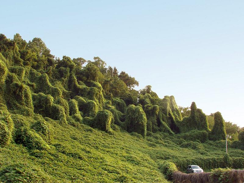 invasives-kudzu-takes-over