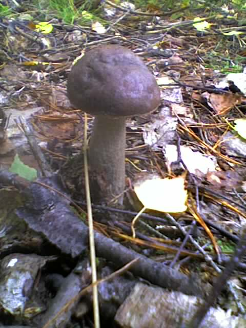 31747a Pilz1810123