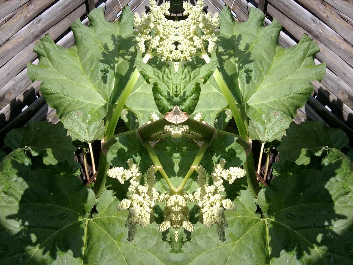 598826 Foto0713G