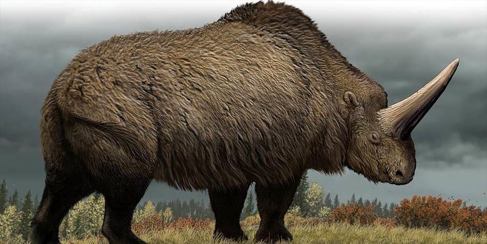 Elasmotherium-949x475.jpgw949h475zc1q100