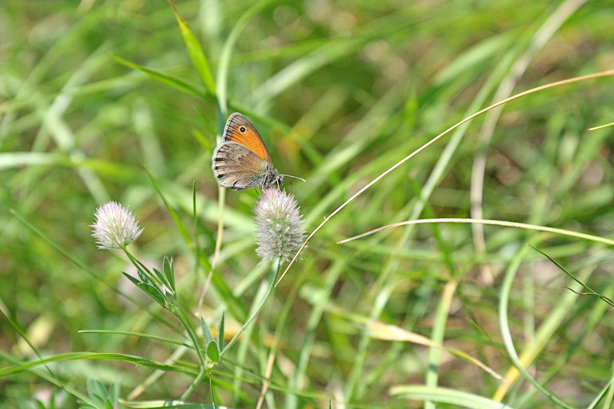 45ca14 Kleines Wiesenvoegelchen