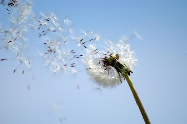 big-20080805-225016-pusteblume