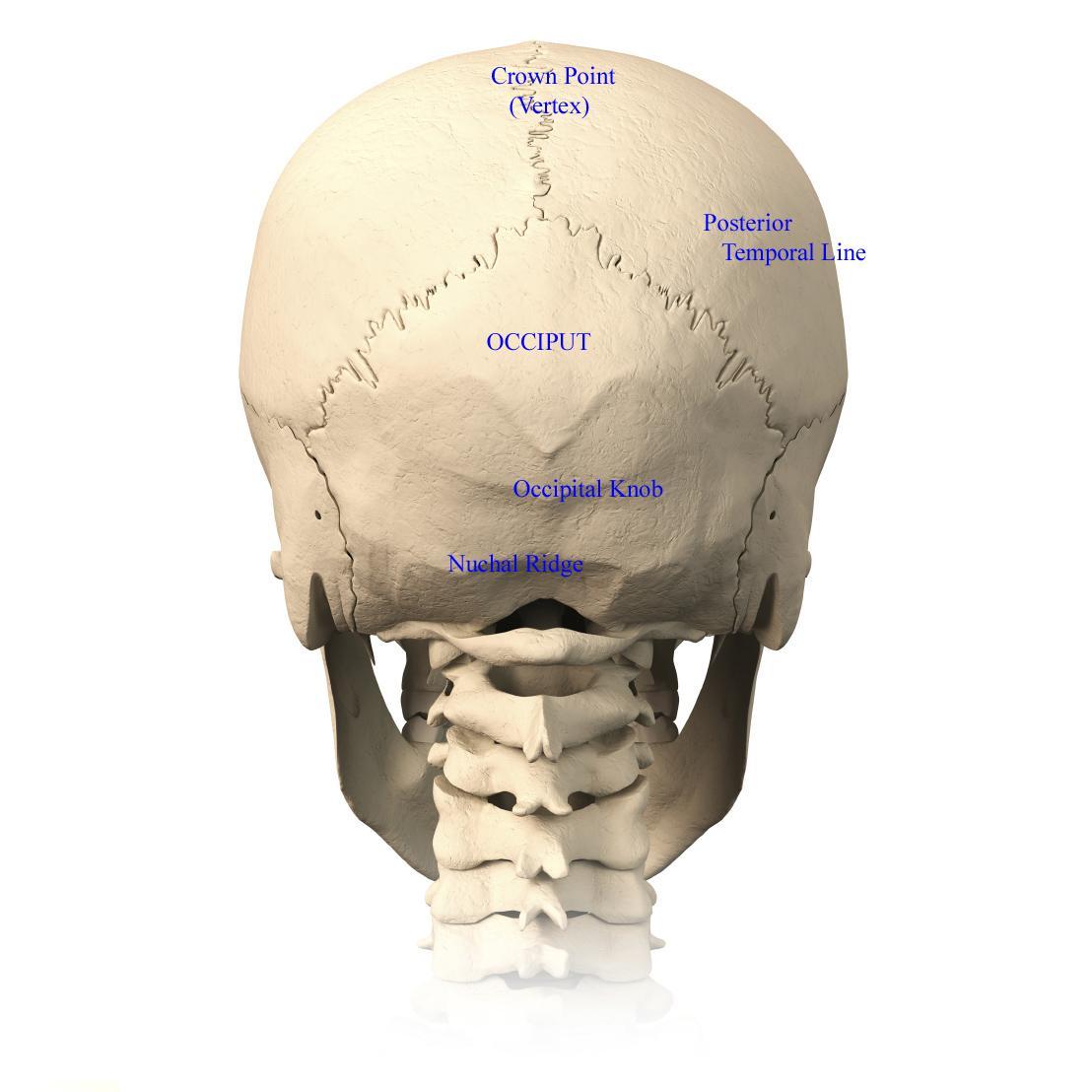 tbdcf3f t0e416c Skull-Reshaping-Picture-