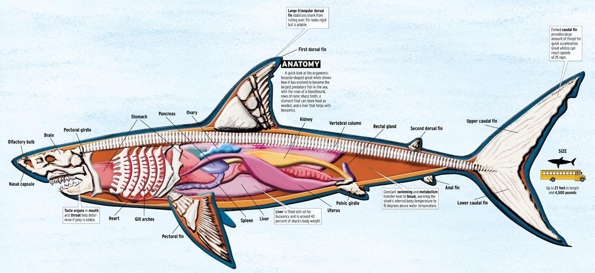 shark anatomy big