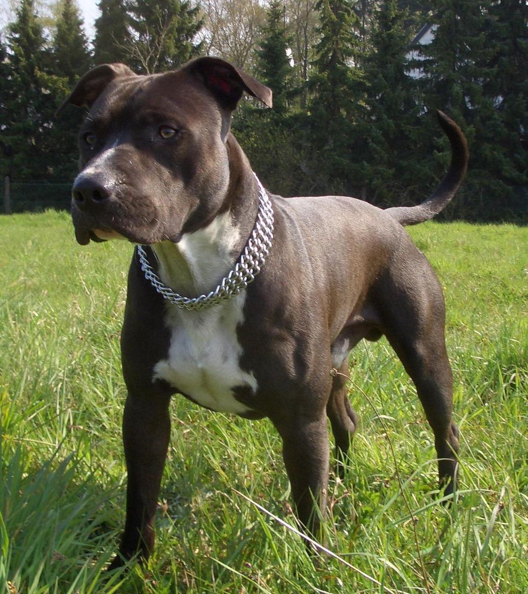 1200px-AmStaff3