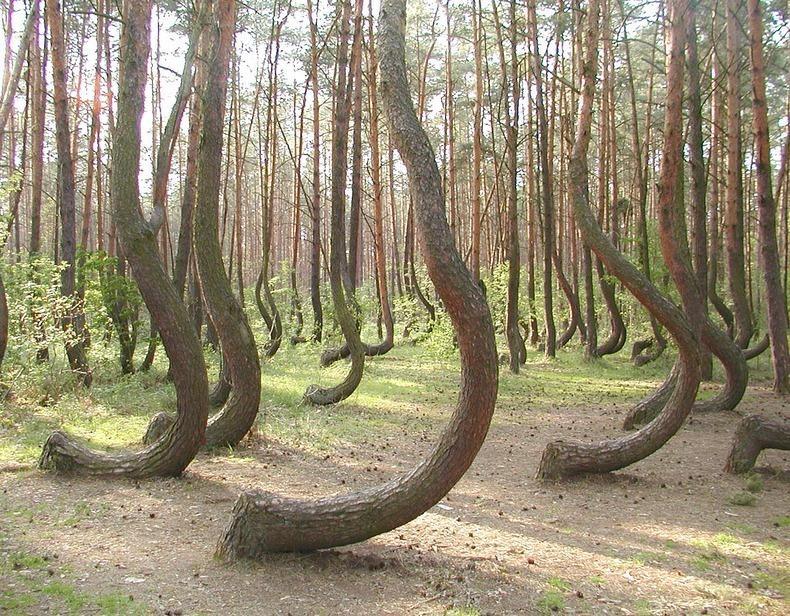 crooked-forest-52