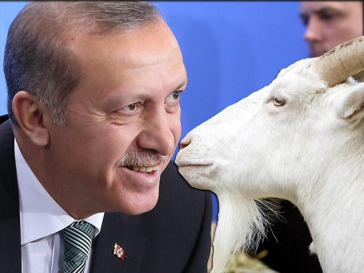 erdogoat