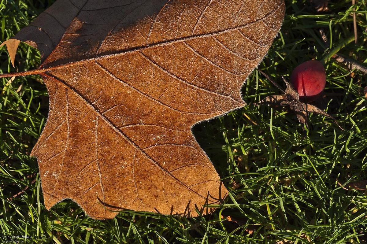 blatt  eis  zacken  baum  baumblatt  pfl