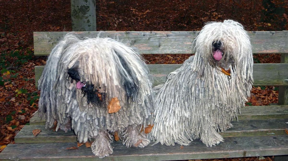 Nasser Hund stinkt wie ein alter Teppich was tun (Seite 11) Allmystery