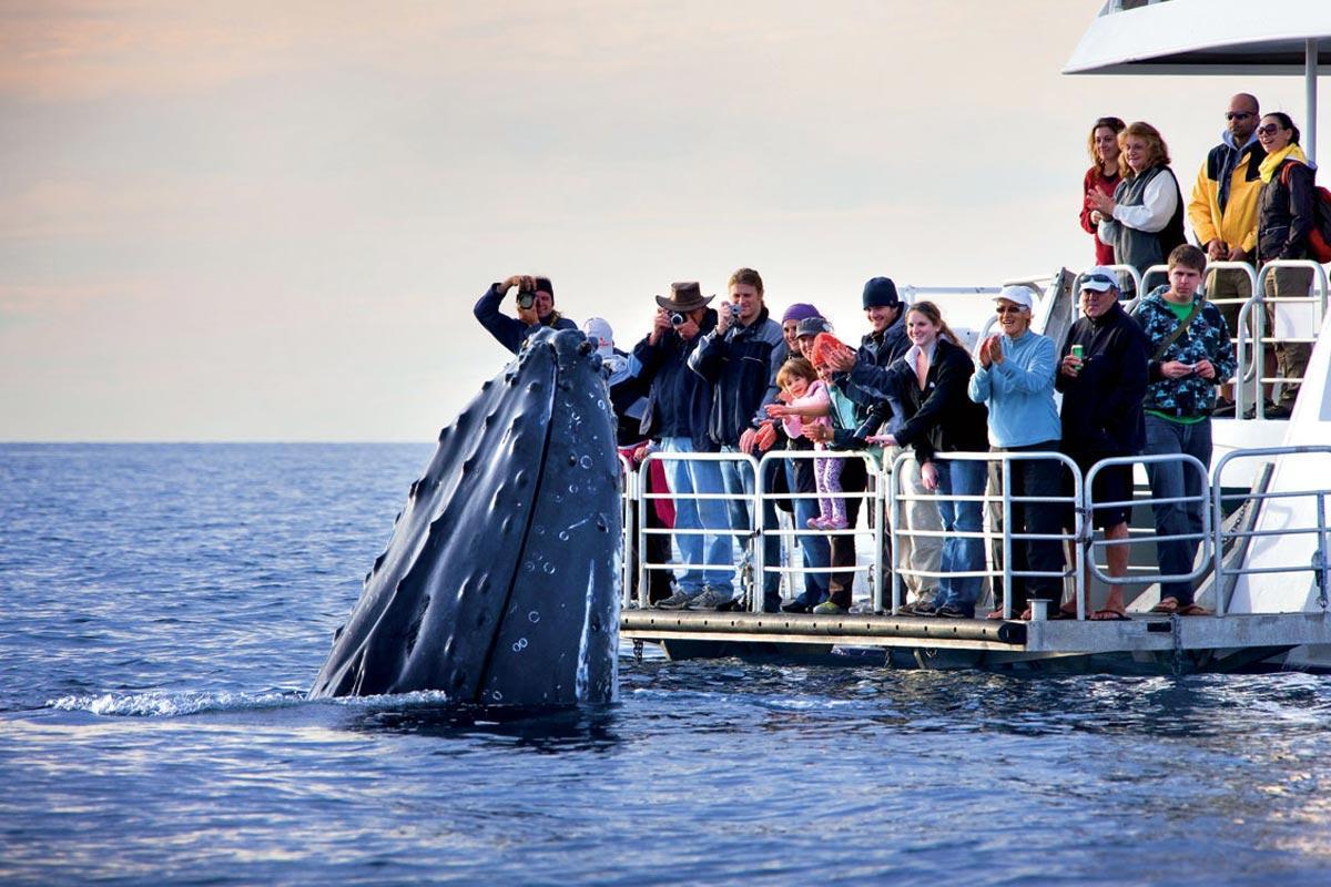 Maui-Whale-watching-boat