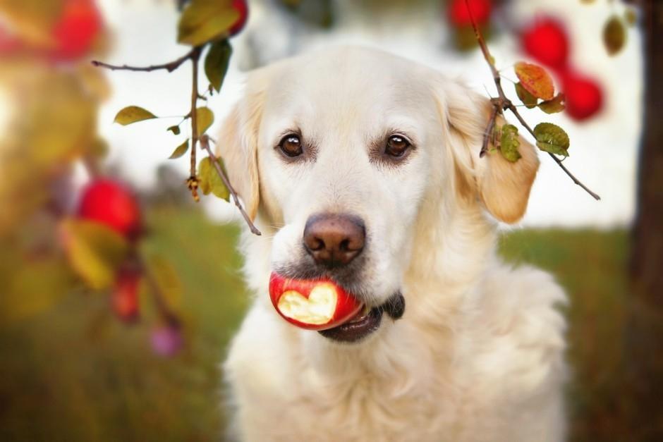 herbst-hund-herz-apfel-golden-retriever-