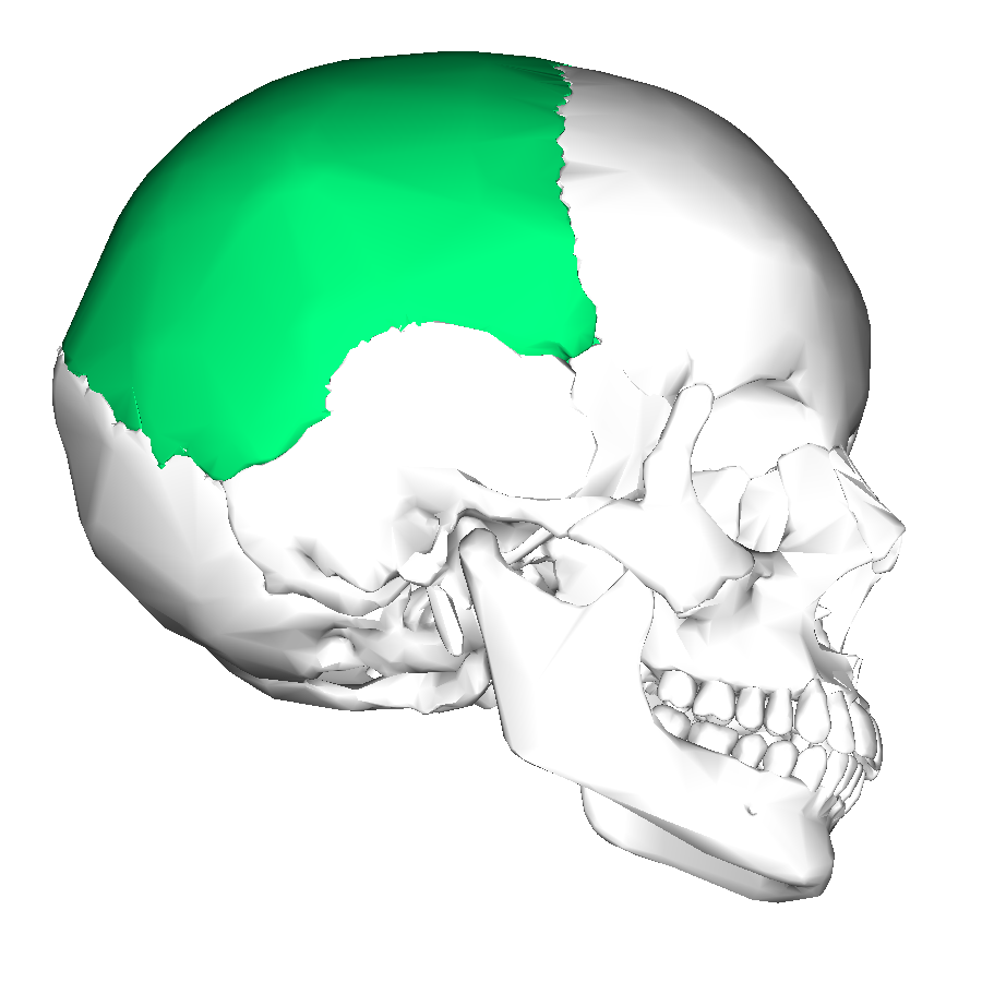 Parietal bone lateral2