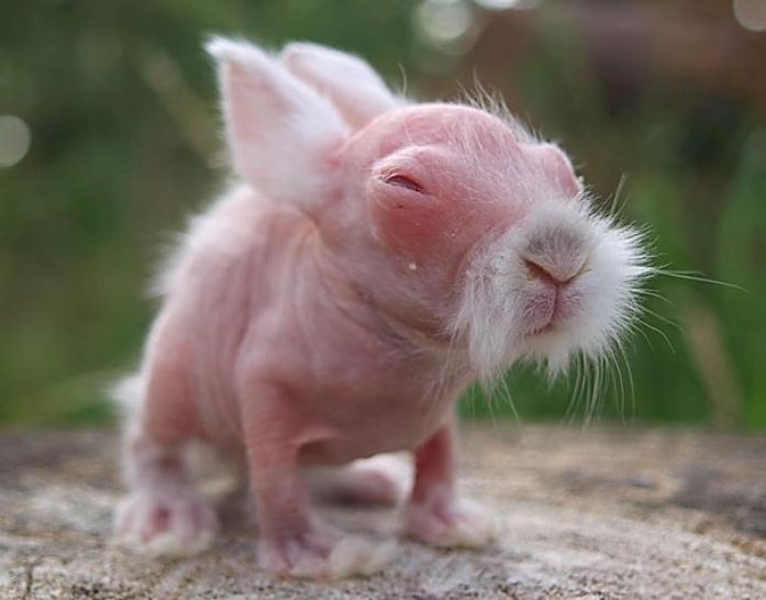 hairless-bald-animals-1