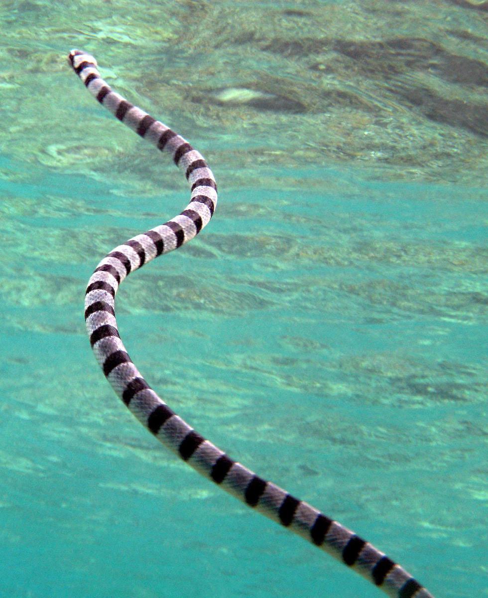 Laticauda colubrina Wakatobi