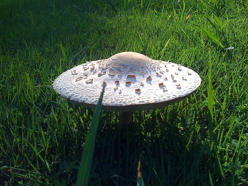 mushroom2Bufo