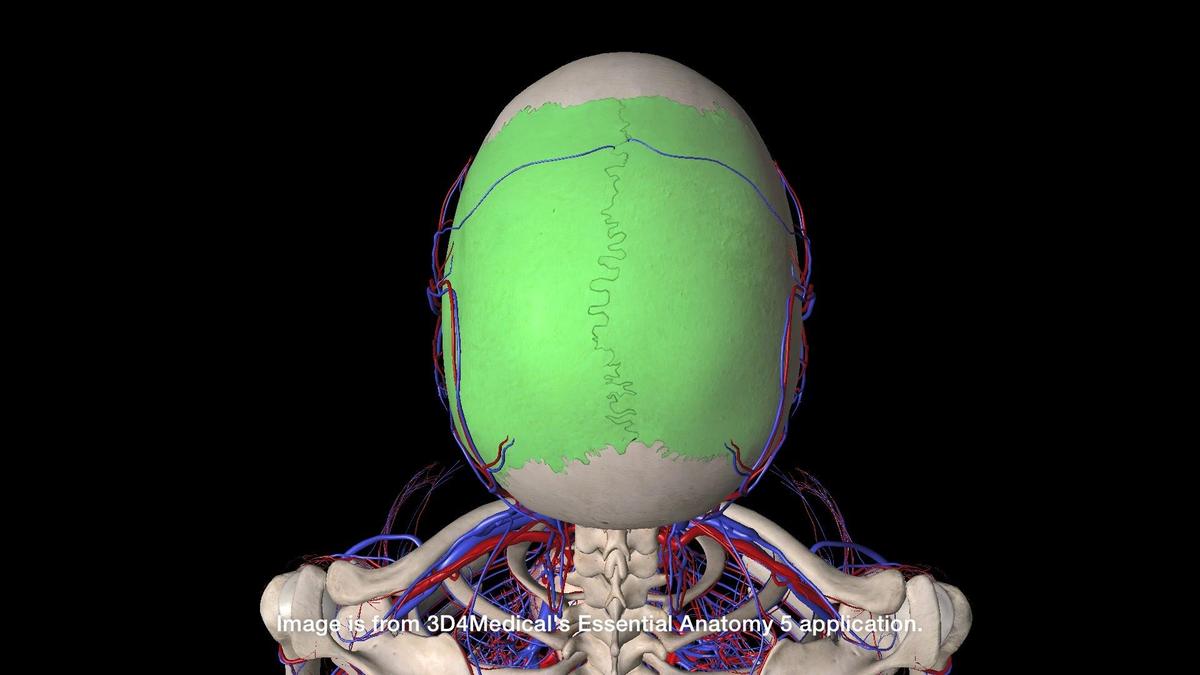 parietal-bones-left-and-right