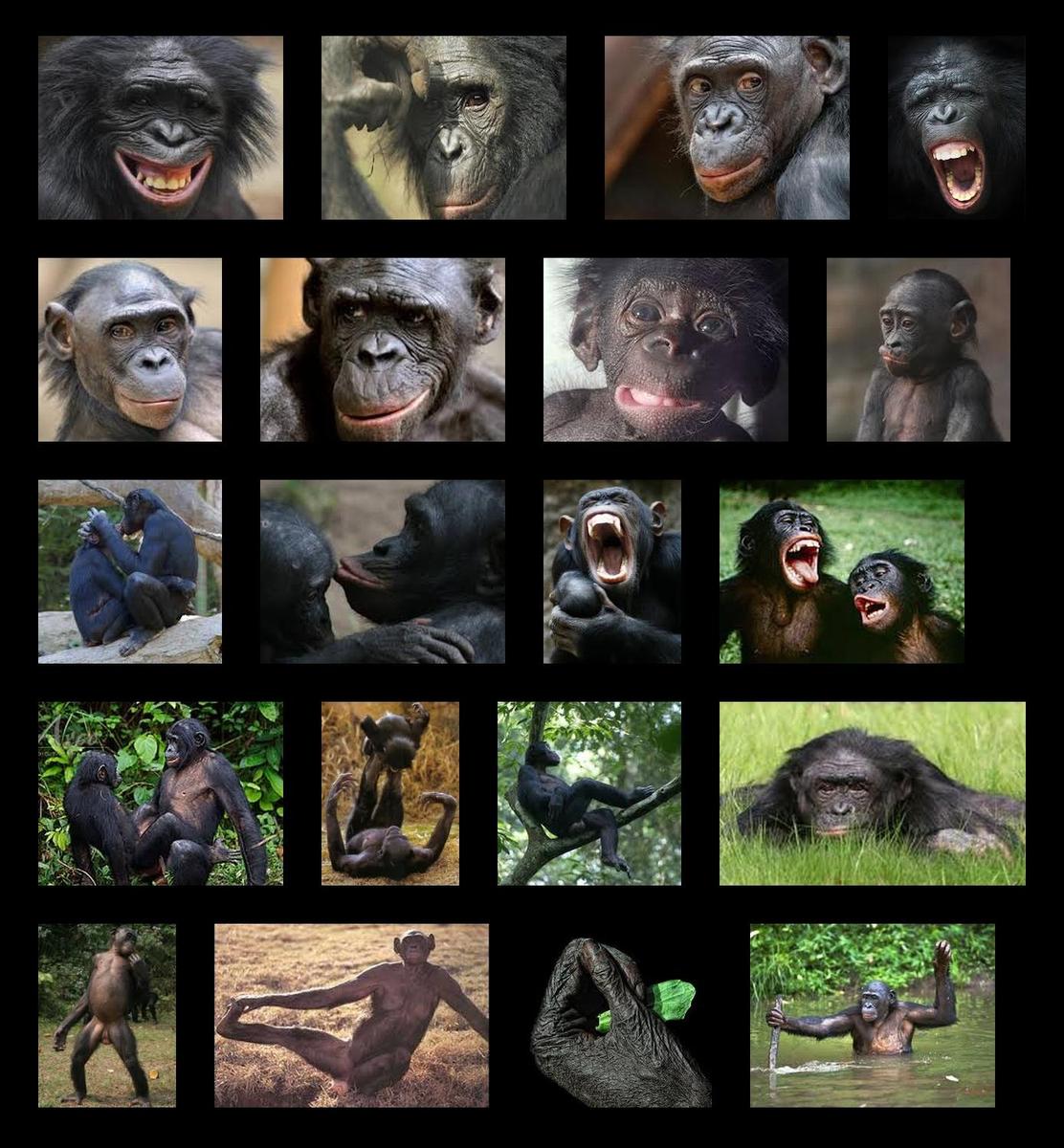 6e9c8b Bonobo-verwandt