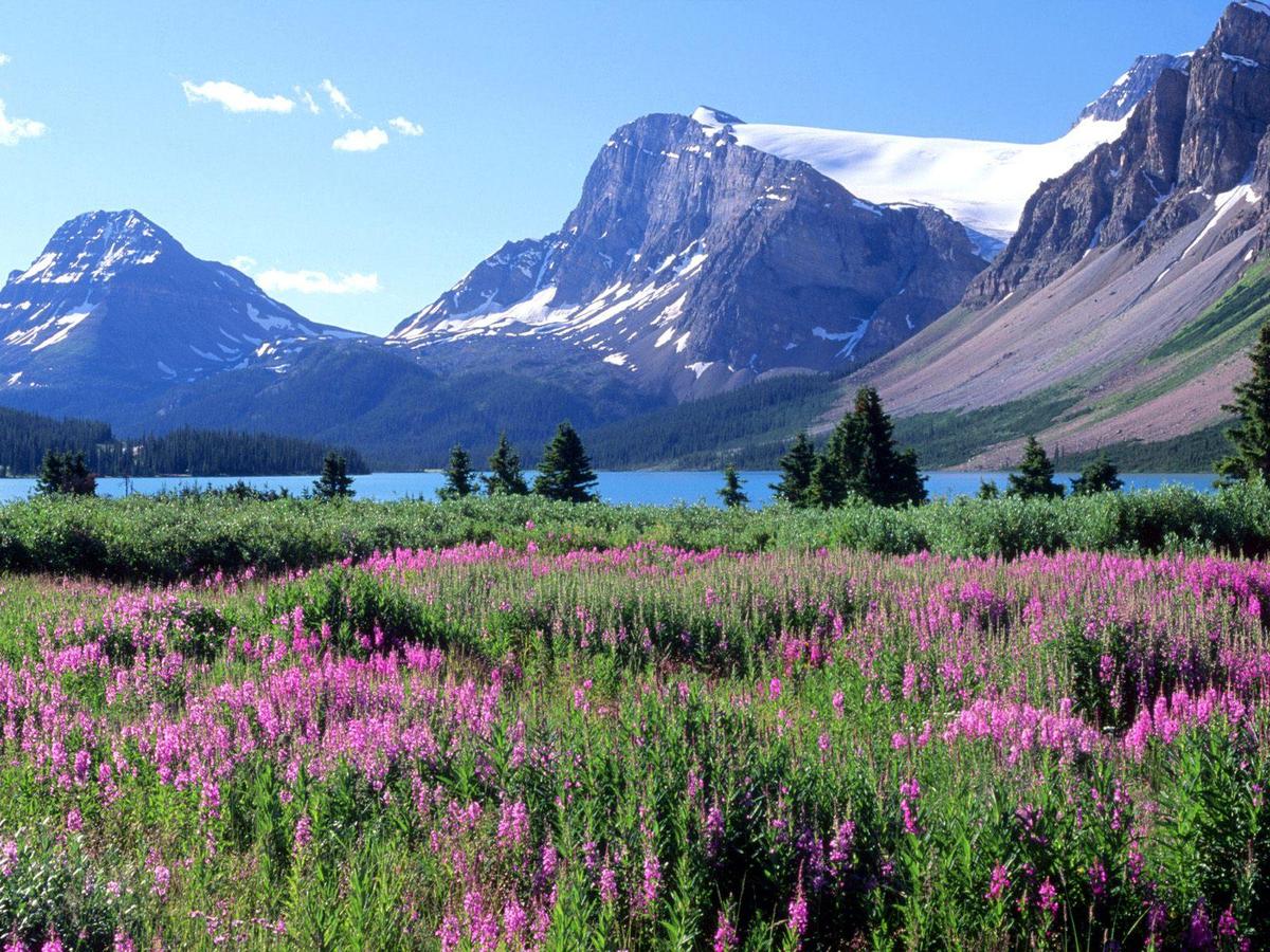 Bow-Lake-Canadian-Rockies-Alberta