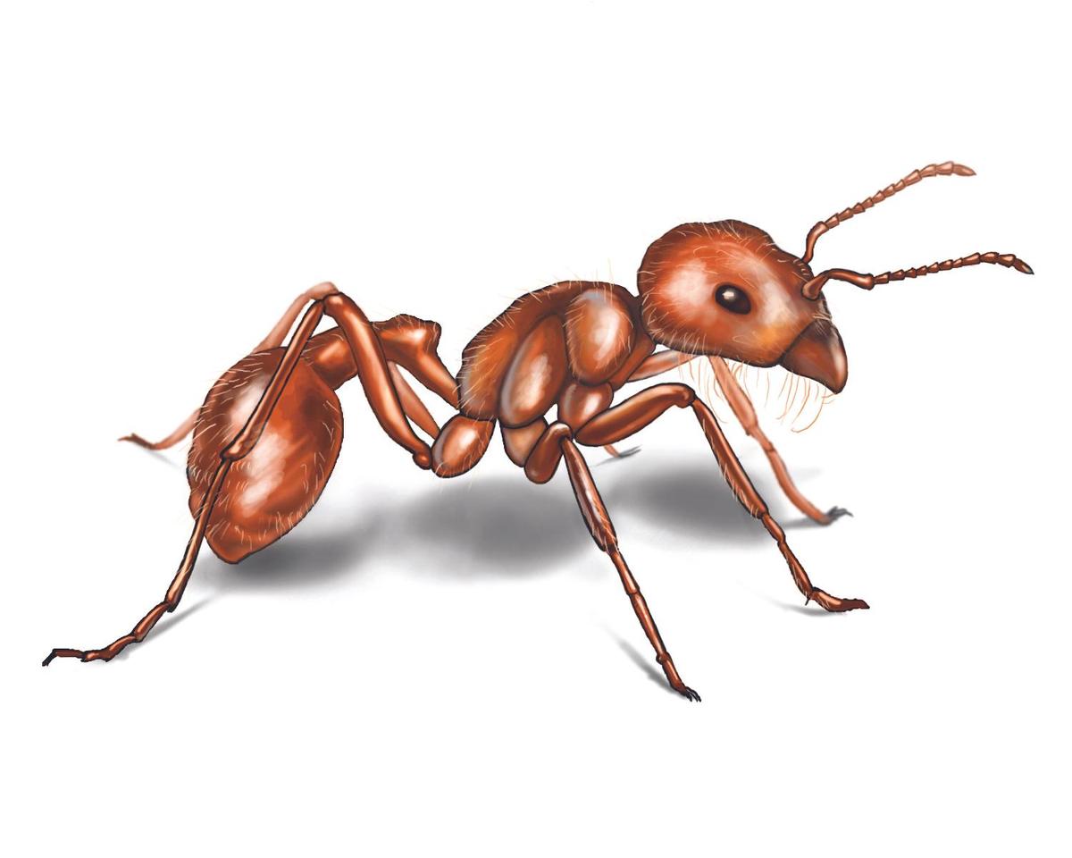 harvester-ant-illustration 1500x1200