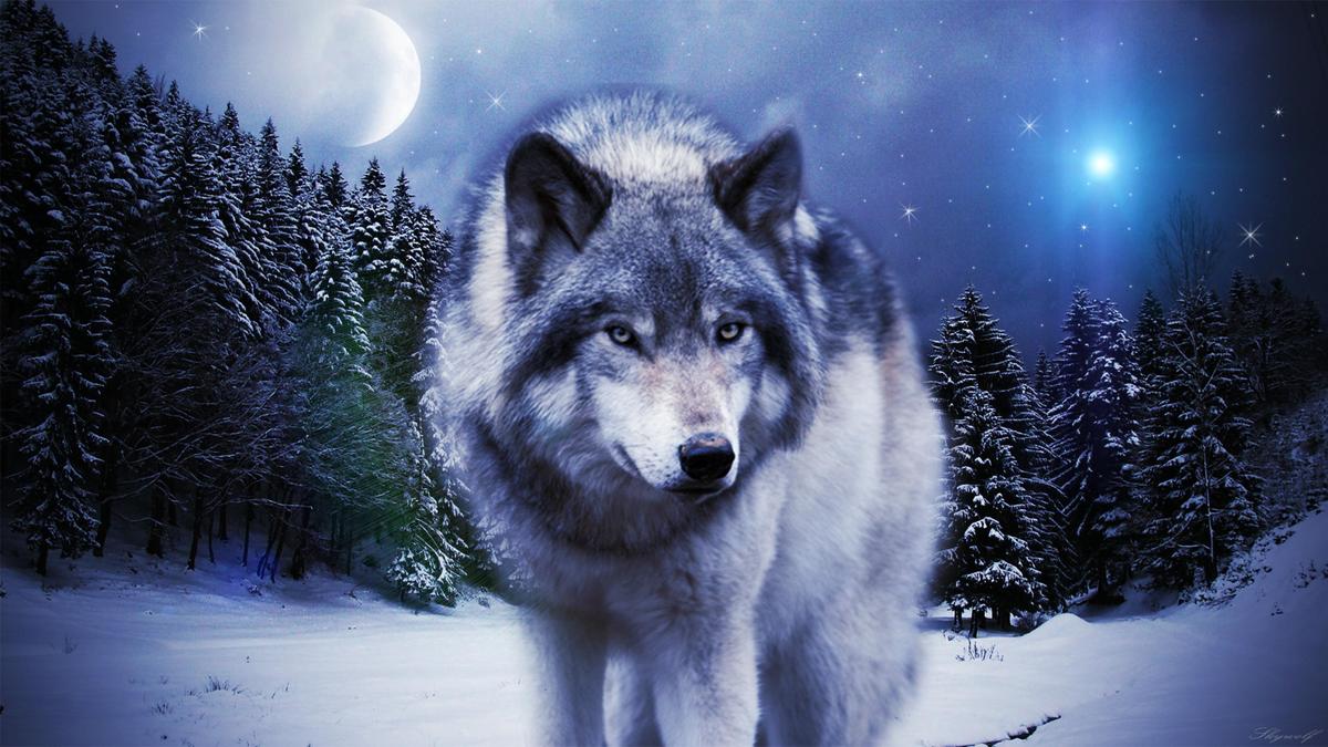 wolf in the winter by sky x wolf-d6wycmj