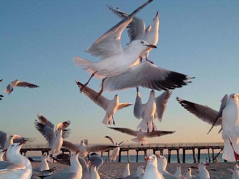 Seagulls004