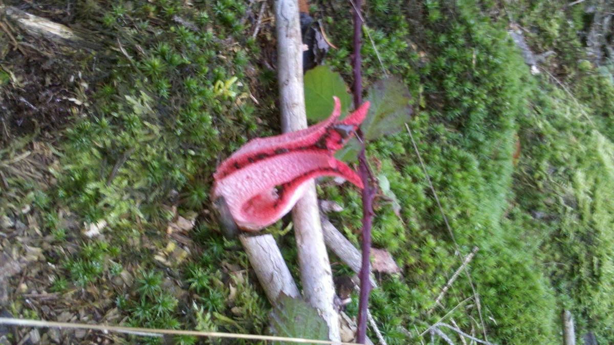 a5ef28 t09f1ea ab7f46 Tintenfischpilz