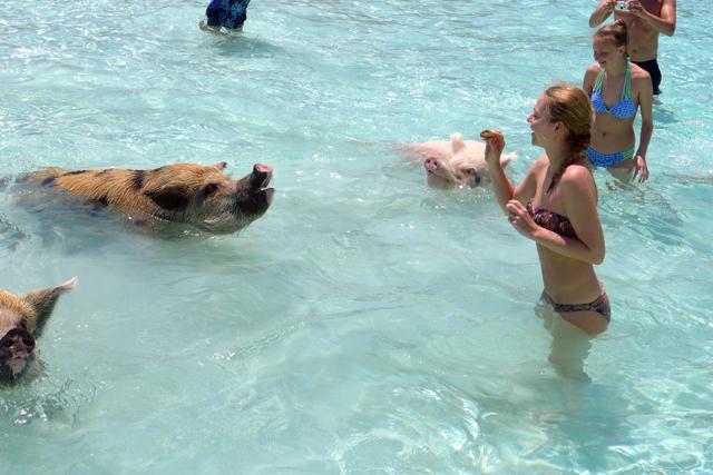 swimming-pigs-exuma-5