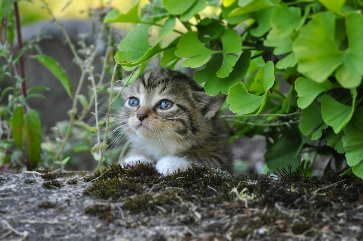 eine-katze-ist-ein-loewe-in-einem-dschun