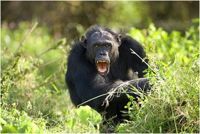 charging-chimpanzee