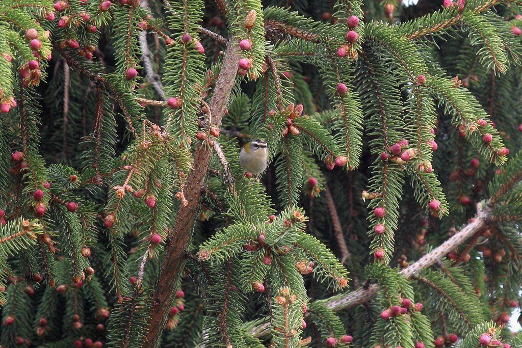 sommergoldhaehnchen0672ud4