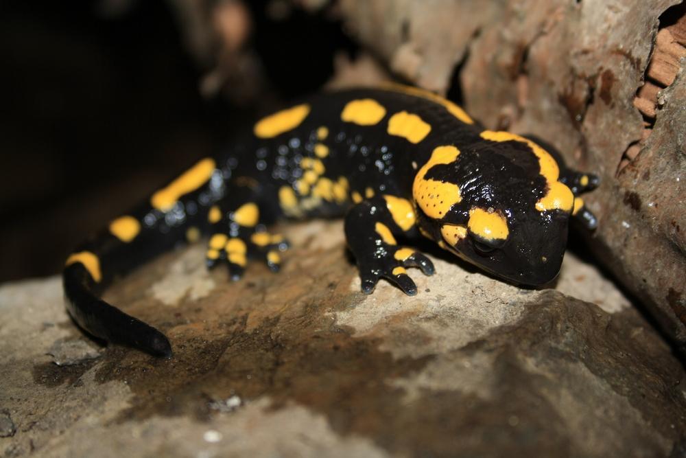 t3NKvYY Feuersalamander-a22421778