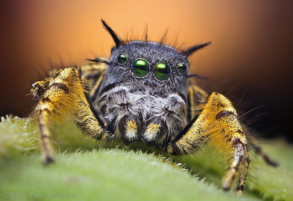 Adult-Male-Jumping-Spider-at-Sunset---Ph