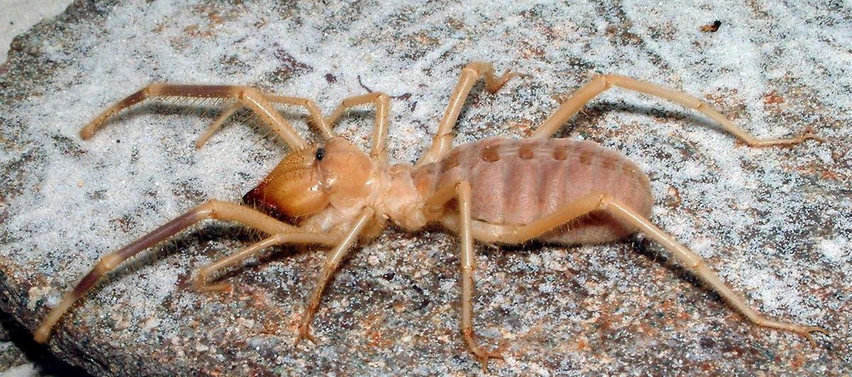 Solifugae40804