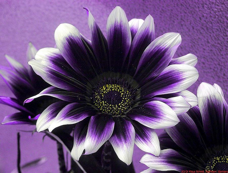 Gazania-flower-UV-ultraviolet