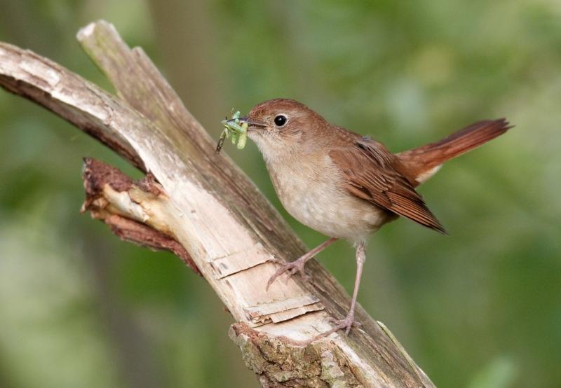 Luscinia megarhynchos vogelartinfo chris