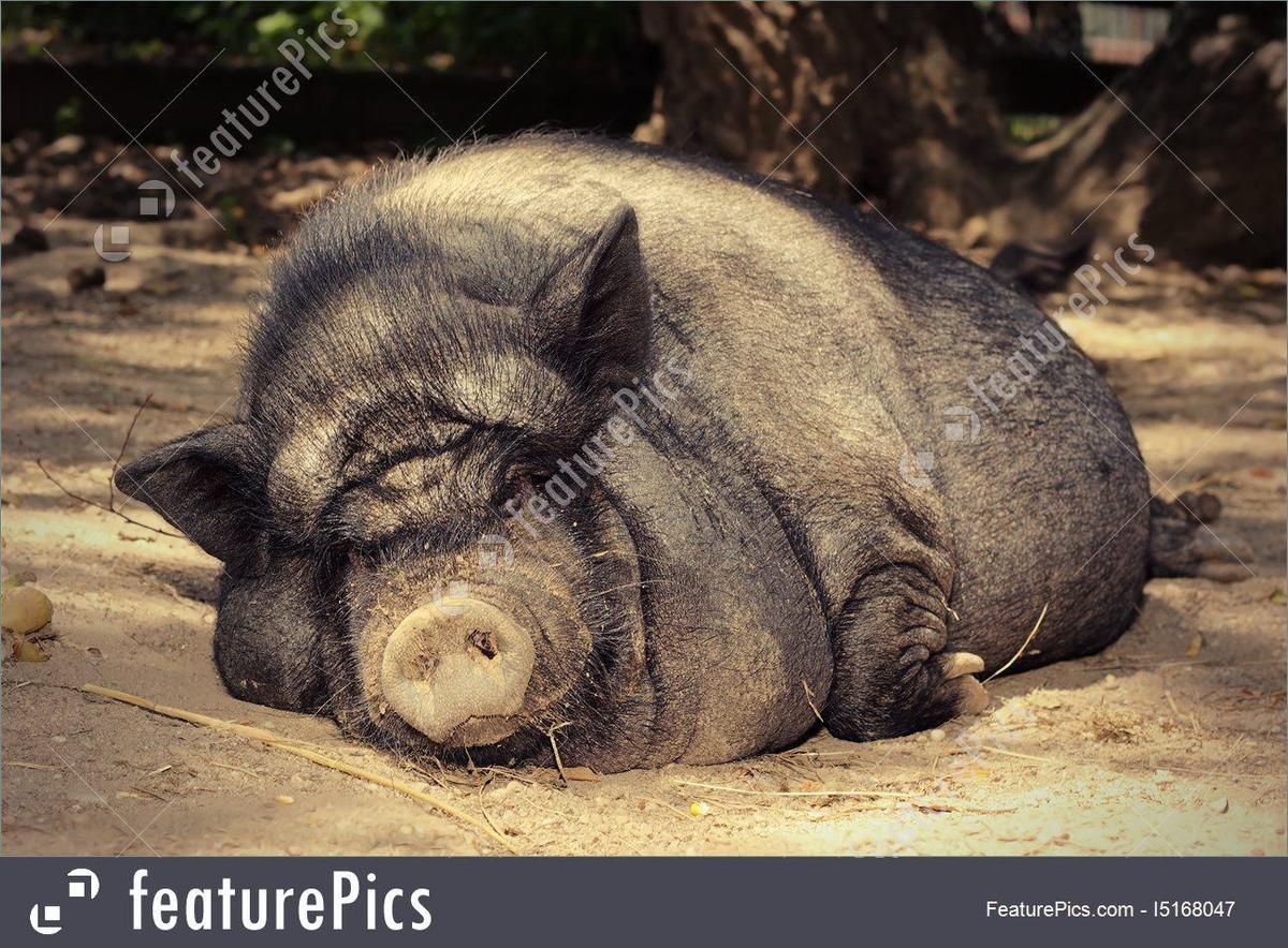 lazy-pig-stock-photo-4168047