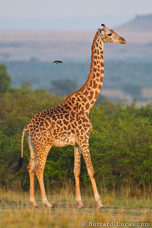 giraffe