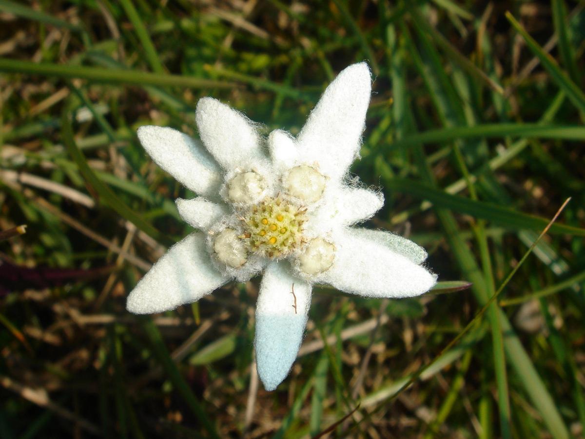 Edelweiss 20060730